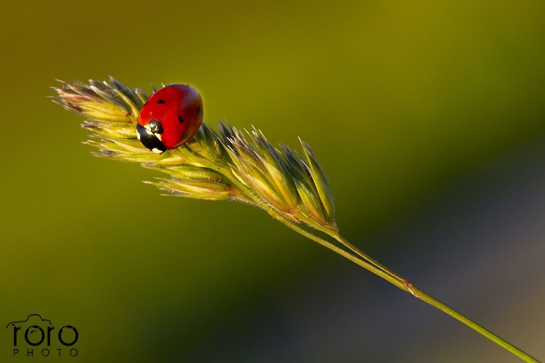 Coccinella - fotografo Roberto Rossi - AsiagoWebcamIt - Altopiano7cIt